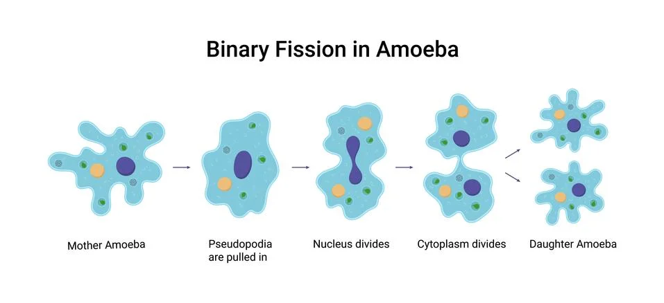 Binary fission in amoeba. Vector educational illustration. Reproduction 스톡 일러스트