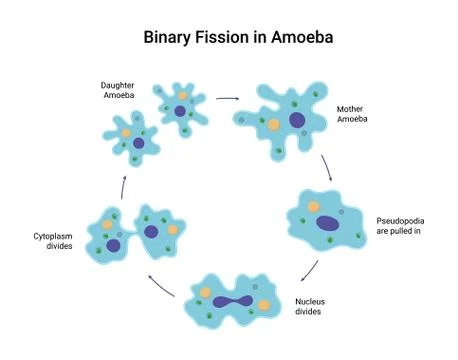 Binary fission in amoeba. Vector educational illustration Illustrazione stock