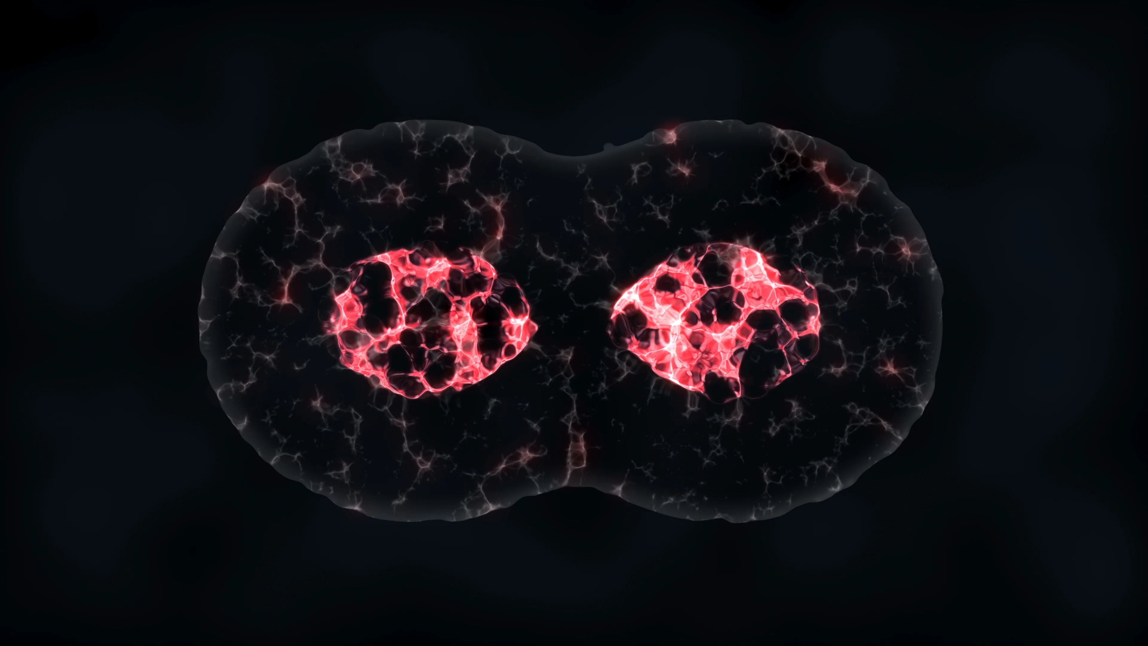 binary fission in bacteria animation