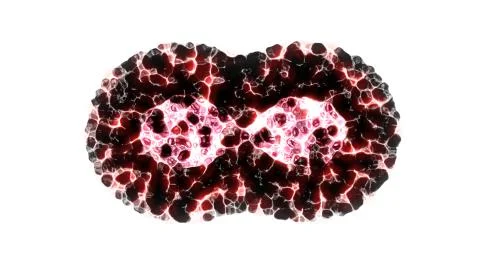 Binary fission cells division motion graphic on white background Stock Photos