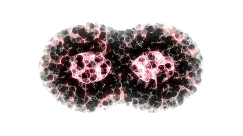 Binary fission cells division on white background Stock Illustration