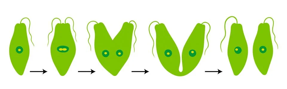 Binary Fission in Euglena Diagram Stock Illustration