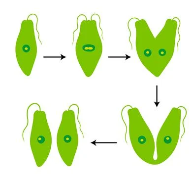 Binary Fission in Euglena Diagram Stock Illustration