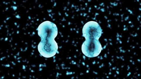 Binary Fission Transparent Cell Division 3D illustration 스톡 일러스트