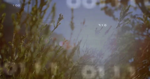 Binary groups appearing over swaying golden grasses causing glitch lines and Stock Footage 311678818