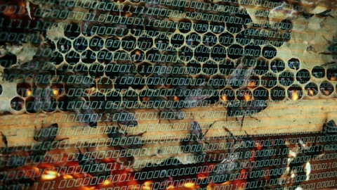Binary overlay showing, bees crawling across comb and shifting amber sheen, Stock Footage 333552416