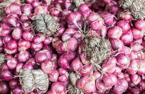Bind of red onion Stock Photos