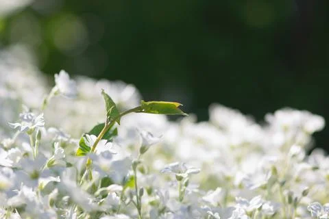 Bind Weed Vine Stock Photos