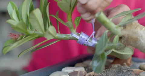 Binding multiple Adenium branches together after grafting to support healing. Stock Footage 312949756