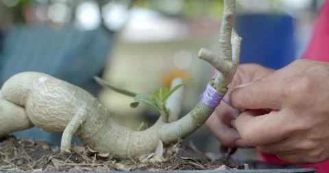 Binding multiple Adenium branches together after grafting to support healing. Stock Footage 312949786