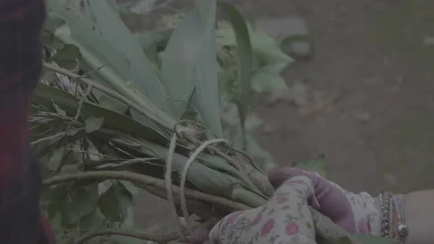 Binding plants with a string Stock Footage 147669042