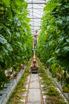 Binding Tomato Plants Stock Photos