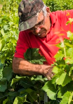 Binding Up Worker Male Vineyard Stock Photos