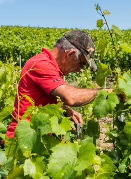 Binding Up Worker Vineyard Stock Photos