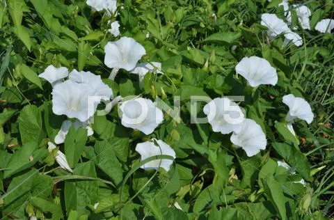 Bindweed 3.jpg Stock Photos