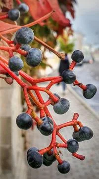 Bindweed berries Stock Photos