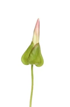 Bindweed bud Stock Photos