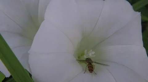 Bindweed - Calystegia sepium and pollinating hoverfly Stock Footage 68634795