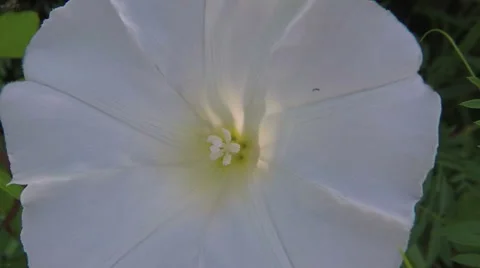 Bindweed - Calystegia sepium with backlight Stock Footage 68634831