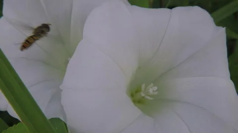 Bindweed - Calystegia sepium with pollinating hoverfly Stock Footage 68634907