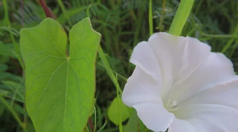 Bindweed - Calystegia sepium in summer breeze Stock Footage 68634883