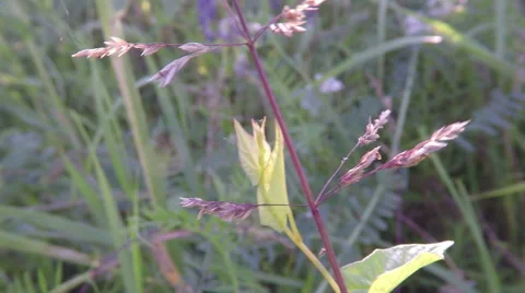 Bindweed - Calystegia sepium winding on grass 스톡 동영상 68634805