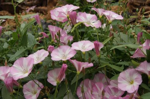 Bindweed (Convolvulus arvensis) Stock Photos