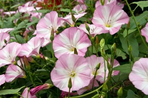 Bindweed (Convolvulus arvensis) Stock Photos