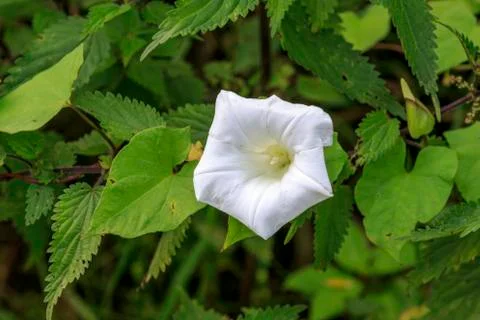 Bindweed (Convolvulus arvensis) Stock Photos