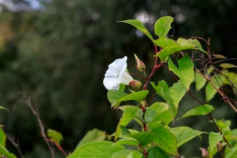 Bindweed (Convolvulus arvensis) Stock Photos