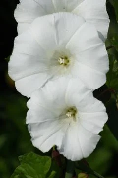 Bindweed (Convolvulus arvensis) Stock Photos