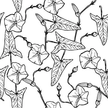 Bindweed floral seamless pattern branch with leaves buds and flowers contours Stock Illustration