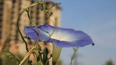 Bindweed flower at building background Stock Footage 67795649