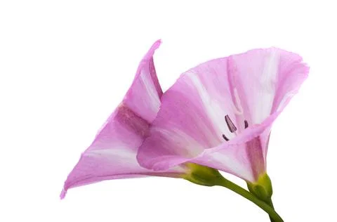Bindweed flower isolated Stock Photos