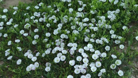 Bindweed flowers blooming in a dense patch, showcasing a pattern of natural Stock Footage 334579827