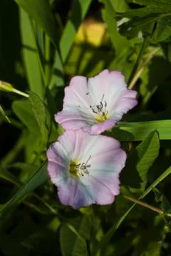 Bindweed  flowers in grass Stock Photos