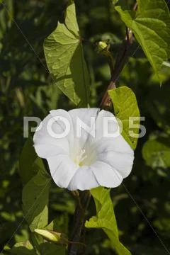 Bindweed flowers in grass Stock Photos