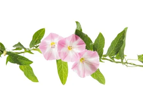 Bindweed flowers isolated Stock Photos
