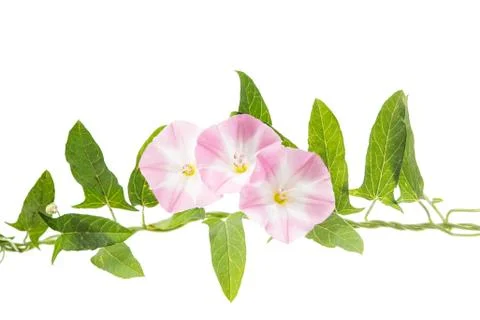 Bindweed flowers isolated Stock Photos