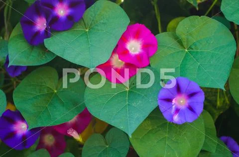 Bindweed flowers Stock Photos