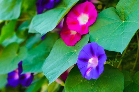 Bindweed flowers Stock Photos