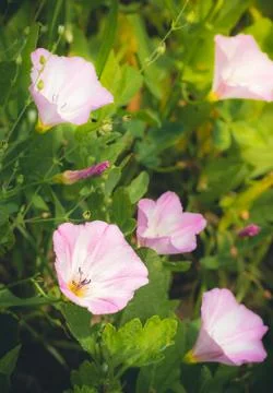 Bindweed flowers stretch to the sun Stock Photos