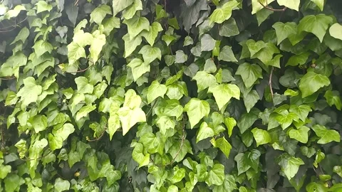 Bindweed leaves tremble in the wind Stock-Footage 305151802