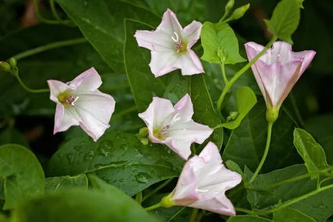 Bindweed in nature 免费库存照片