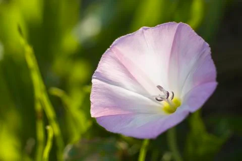 Bindweed Stock Photos