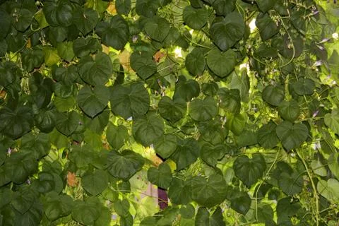 Bindweed Stock Photos
