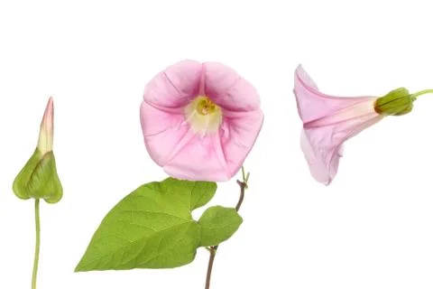 Bindweed Stock Photos