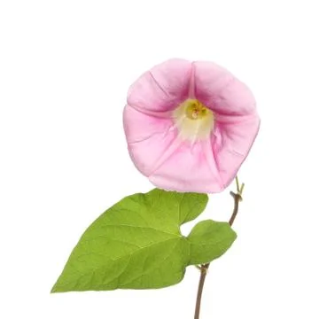 Bindweed Stock Photos