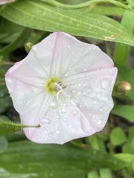 Bindweed Foto stock
