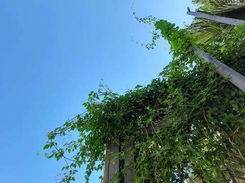 Bindweed Stock Photos